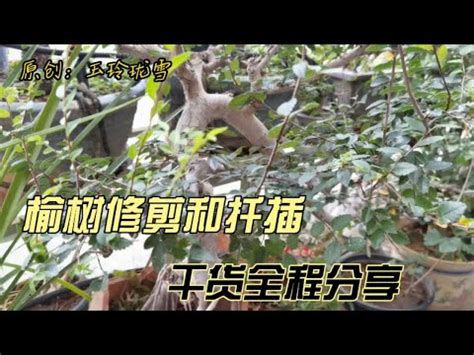 榆樹 照顧|【榆樹 照顧】榆樹 照顧攻略：讓你的榆樹枝繁葉茂 – 舒嵩沙師傅